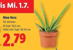 Lidl Aloe Vera Angebot