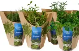 MPreis Bio vom Berg Kräutertöpfe Angebot