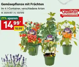 Lagerhaus Gemüsepflanze mit Früchten Angebot
