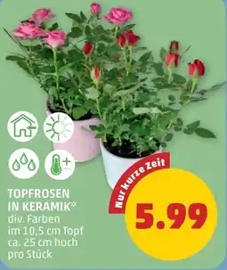 PENNY Topfrosen in keramik Angebot
