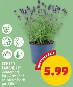 PENNY Echter lavendel Angebot