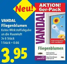 Lidl Vandal Fliegenblumen Angebot