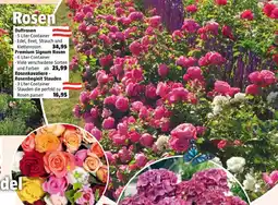 Bauhaus Rosen Angebot