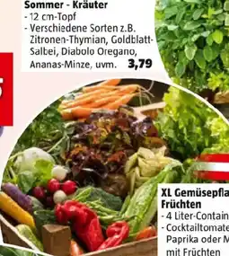 Bauhaus Sommer - Kräuter Angebot