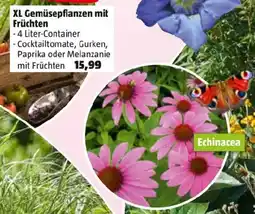 Bauhaus XL Gemüsepflanzen mit Früchten Angebot