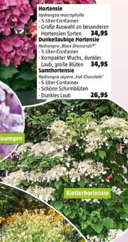 Bauhaus Hortensie Angebot
