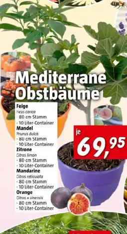 Bauhaus Mediterrane Obstbäume Angebot