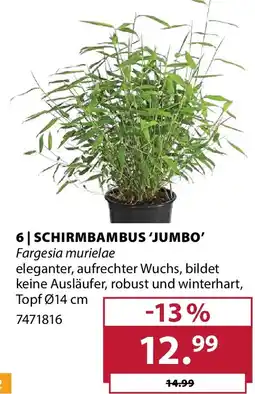 Dehner SCHIRMBAMBUS 'JUMBO' Fargesia murielae Angebot
