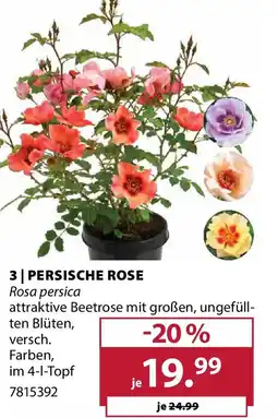 Dehner Persische rose rosa persica Angebot