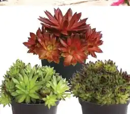Dehner Dehner Marken Qualität Hauswurz Sempervivum Angebot