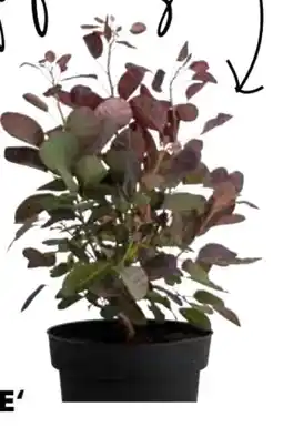 Dehner Dehner Perückenstrauch Royal Purple Angebot