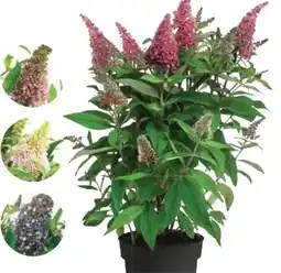 Dehner Schmetterlingsflieder Butterfly Candy Angebot