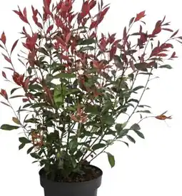 Dehner Dehner Glanzmispel Carre Rouge Angebot