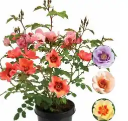 Dehner Persische Rosen Angebot