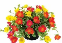 Dehner Dehner Portulakröschen Angebot