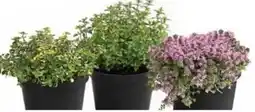 Dehner Dehner Marken Qualität Thymian Angebot