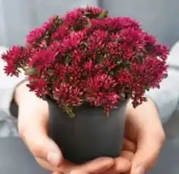 Dehner Garten-Teppich-Fettblatt Deep Rose Angebot