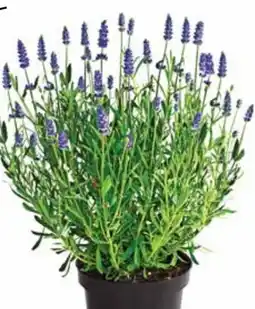 Dehner Dehner Lavendel Angebot
