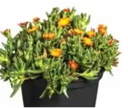 Dehner Dehner Mittagsblume Angebot