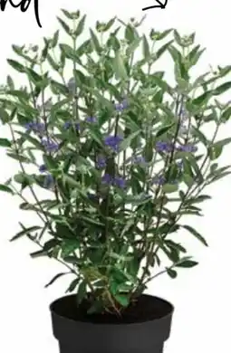 Dehner Dehner Bartblume Angebot