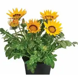Dehner Dehner Mittagsgold Angebot