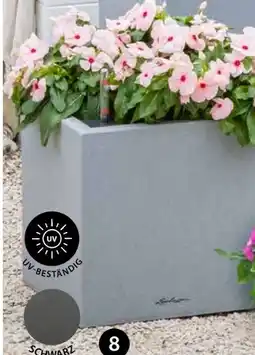 Dehner Lechuza Pflanztopf Canto Stone Angebot