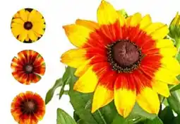 Dehner Dehner Sonnenhut Angebot