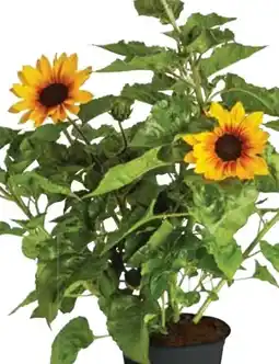 Dehner Dehner Marken Qualität Sonnenblume Sunbelievable Angebot