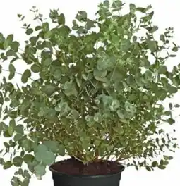 Dehner Dehner Eukalyptus Angebot