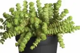 Dehner Dehner Felsen-Dickblatt Hottentot Angebot