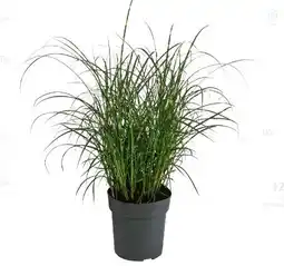 Dehner Dehner Zwerg-Chinaschilf Strictus Dwarf Angebot