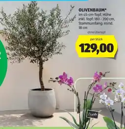 Hofer Olivenbaum Angebot