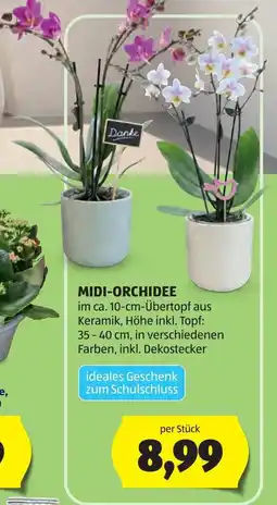 Hofer Midi-orchidee Angebot