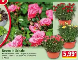 Norma Rosen in Schale Angebot