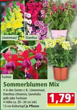 Norma Sommerblumen Mix Angebot