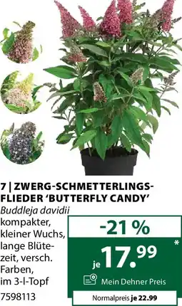 Dehner Zwerg-schmetterlings- flieder 'butterfly candy' Angebot