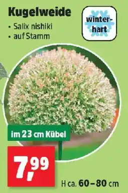 Thomas Philipps Kugelweide Angebot