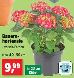 Thomas Philipps Bauern- hortensie Angebot