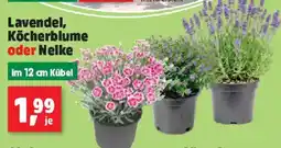 Thomas Philipps Lavendel, Kōcherblume oder Nelke Angebot