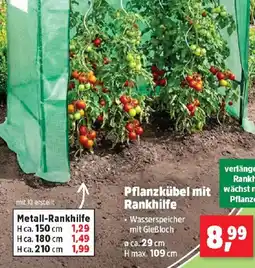 Thomas Philipps Pflanzkübel mit rankhilfe Angebot