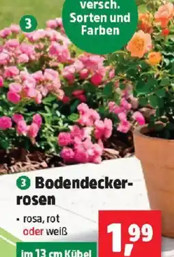 Thomas Philipps Bodendecker rosen Angebot