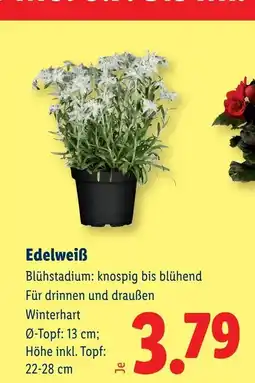 Lidl Edelweiß Angebot