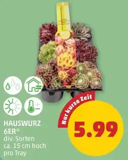 PENNY Hauswurz 6er Angebot