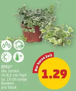 PENNY Efeu Angebot