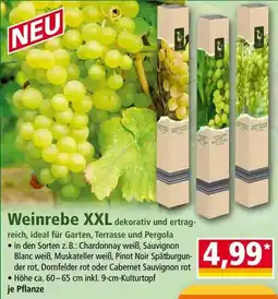 Norma Weinrebe XXL Angebot