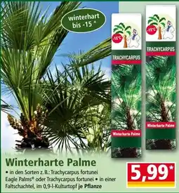Norma Winterharte Palme Angebot