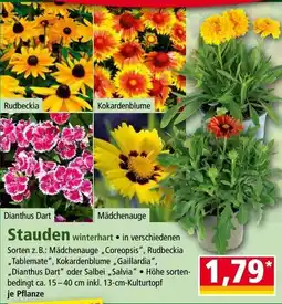 Norma Stauden winterhart Angebot