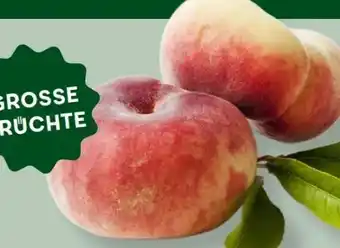MPreis Weinberg-Pfirsiche Angebot