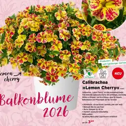 Salzburger Lagerhaus Calibrachoa Lemon cherry Angebot