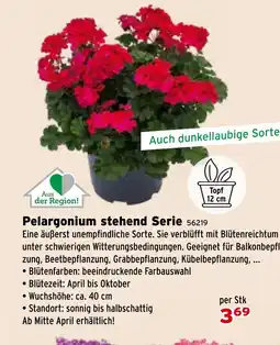 Salzburger Lagerhaus Pelargonium stehend Serie Angebot